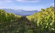 6-wein-vom-südhang-eschenbach-lu-wein-vom-südhang-eschenbach-lu.jpg
