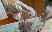 abpackerei-sprossen-bauernhof-bioschmid-gelfingen.jpg
