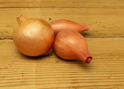 Bio Zwiebeln