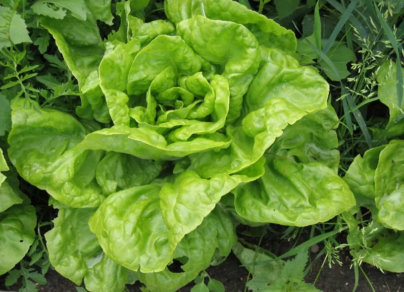 Salat-min.jpg