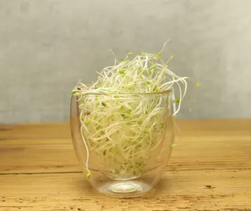Alfalfa Sprossen