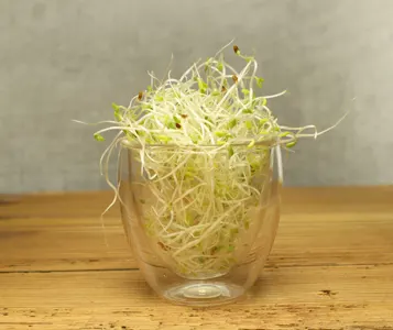 Kresse-Alfalfa-Sprossen