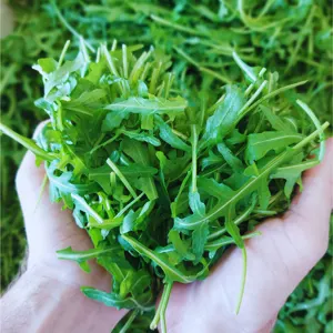 rucola- rauke- salat- lieferdienst- seetal.png