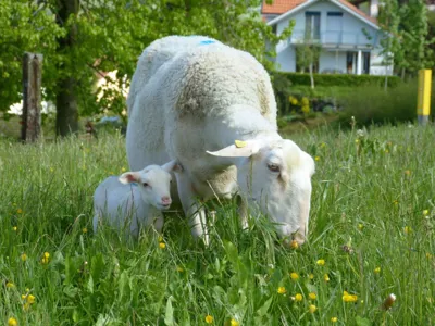 emscha-schafprodukt-regionseetal-lieferdienstseetal-lieferdienstseetal- regi.jpg