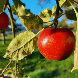 schweizerfrüchte- apfel-lieferdienstseetal- regiomarkthochdorf-min.jpg