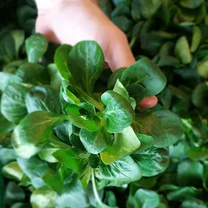 Nüsslisalat- schweizersalat- feldsalat- hochdorfeinkaufen- regionaleinkaufen.jpg