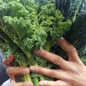 federkohl- demeterlebensmittel- biogemüsekaufen- regionalposte-regionalerleb.jpg