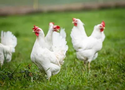 Lieferdiensteetal-regiomarkthochdorf- schweizereierkaufen- regionaleeierkauf.jpg