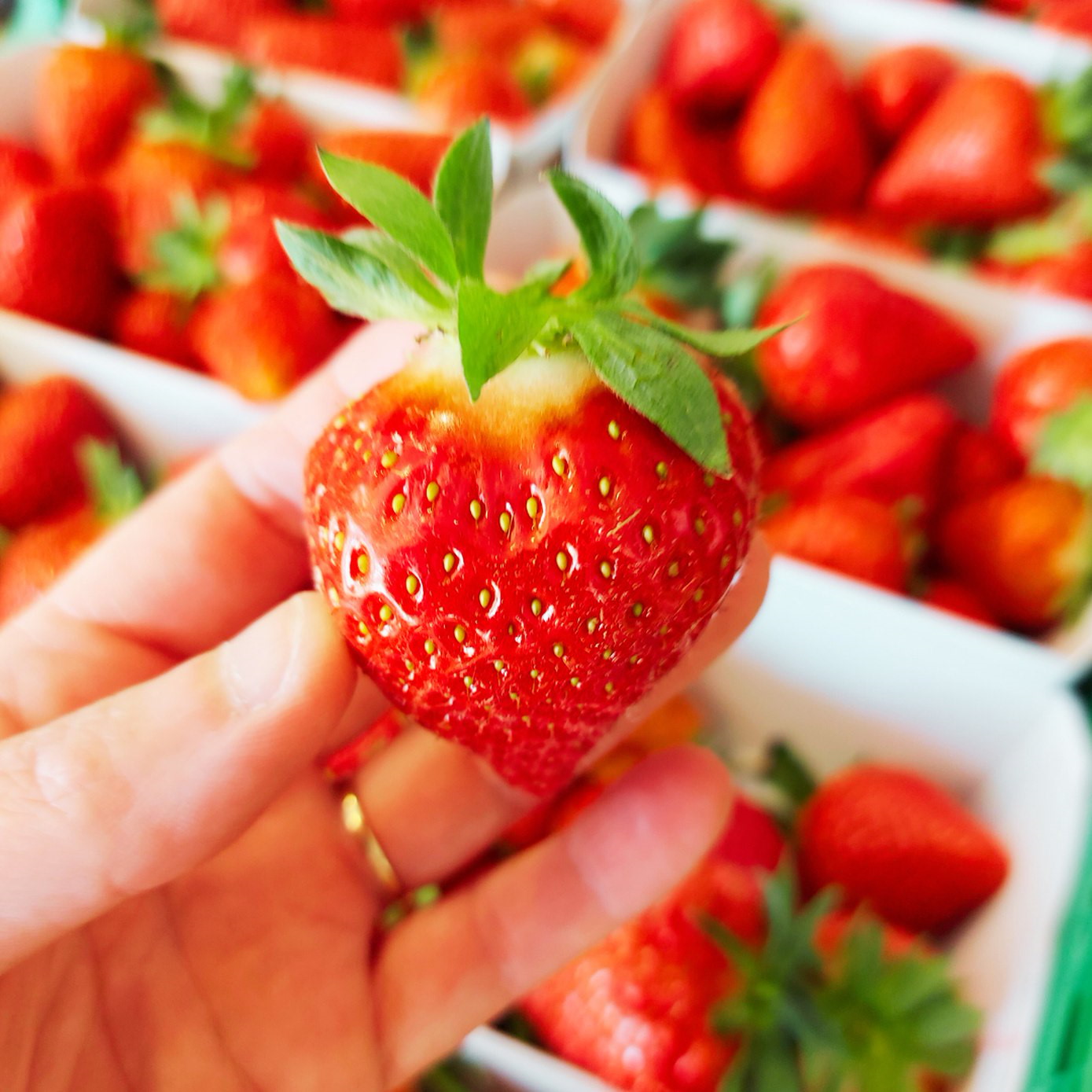 erdbeeren küche zutat druck, obst küche dekor,... Frische Erdbeeren aus Altwis Luzern › Seetal Lieferservice