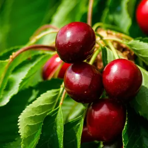 regionseetal- schweizerkirschen- kirschenkaufen- kirschenfrischabhof- regiom.jpg