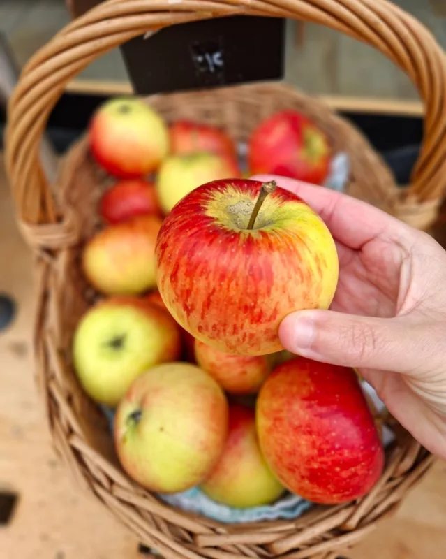 boskopapfel- wähenapfel-schweizeräfel- demeteräpfel- demeterfrüchte- regiomarkthochdorf.jpg